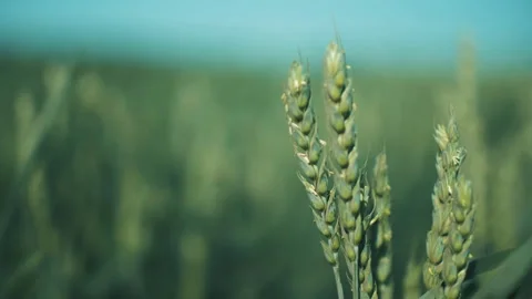 Green ears of wheat on a blurry background Stock-Footage 245961045