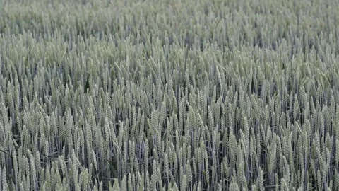 Green ears of wheat from close up. Growing cereals on a farm field. Stock Footage 277675821