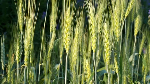Green ears of wheat close-up. Wheat field. Green young ears of wheat in field Stock Footage 120093129