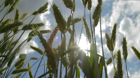 Green ears of wheat on the field Stock Footage 63452971