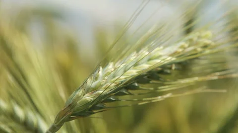 Green ears of wheat on the field Stock Footage 63453271