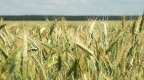 Green ears of wheat on the field Stock Footage 63453786
