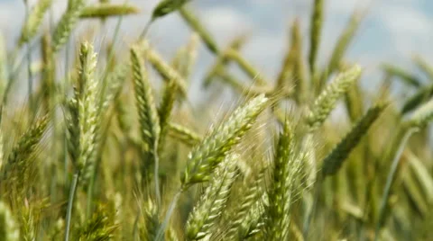 Green ears of wheat on the field Stock Footage 63454062