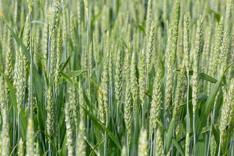 Green ears of wheat in the field Stock Photos