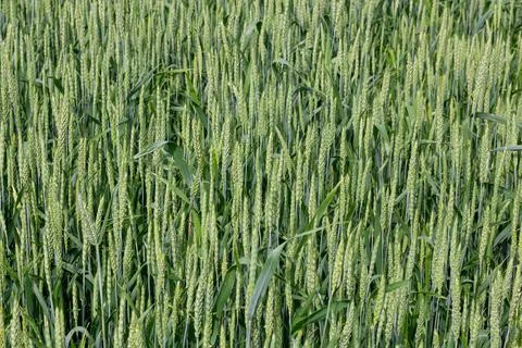 Green ears of wheat in the field Stock Photos