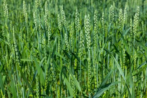 Green ears of wheat in the field Stock Photos
