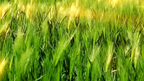 Green ears of wheat field at sunset background Video stock 137857896