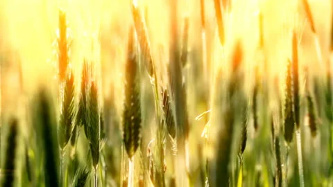 Green ears of wheat field at sunset background Stock Footage 138006945