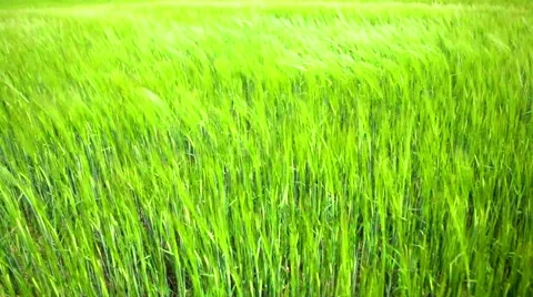Green ears of wheat in the field wave on a wind Stock Footage 46275456