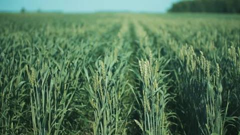 Green ears of wheat in the fields Видео 245779480