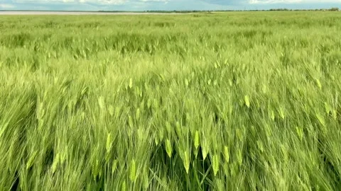 Green ears of wheat Stock Footage 199820536