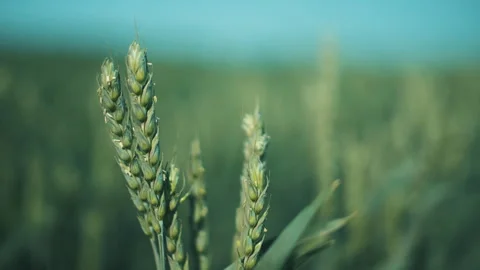 Green ears of wheat Stock Footage 245995878
