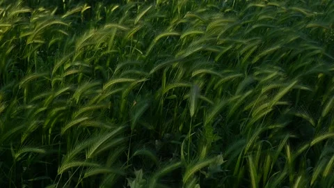 Green ears of wheat Stock Footage 274565867