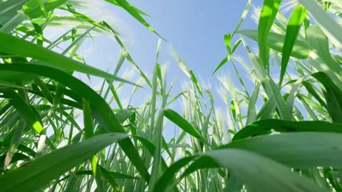 Green ears of wheat Vidéo 337661276