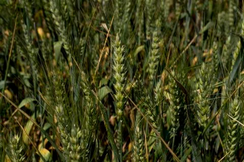 Green ears of wheat, macro Stock Photos