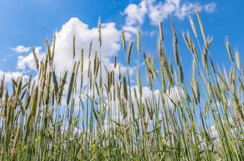 Green ears of wheat Stock Photos