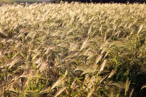 Green ears of wheat Stock Photos