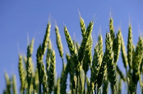 Green ears of wheat Stock Photos