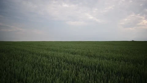 Green ears of wheat ripen in summer. the wind shakes the ears of wheat. Stock Footage 133988694