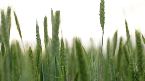 Green ears of wheat stir in the wind in the afternoon, close Stock Footage 131079583