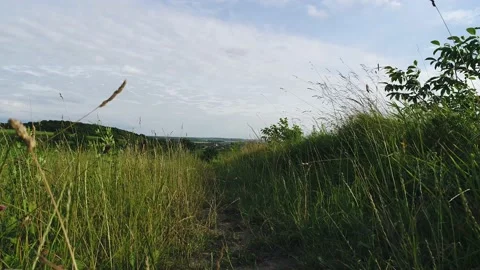 Green ears of wheat stir in the wind in the afternoon Stock Footage 149270128