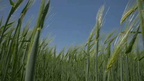 Green ears of wheat sway in the wind against the blue sky Stock Footage 109469063