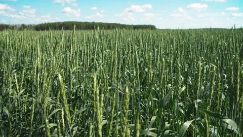 Green ears of wheat sway in the wind. Summer sunny day. Slow motion. Видео 153753813
