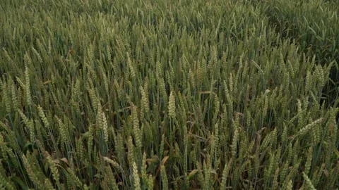 Green ears of wheat sway in the wind on the field Video stock 244243255