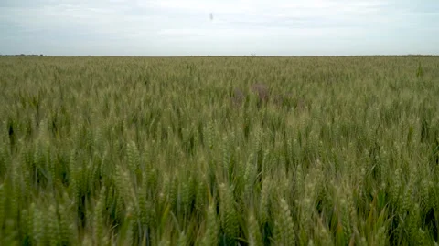 Green ears of wheat sway in the wind on the field Video stock 244243410
