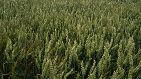 Green ears of wheat sway in the wind on the field Stock Footage 244245435