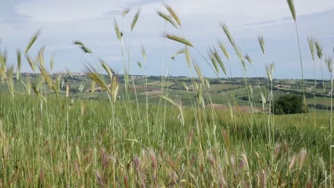 Green ears of wheat swaying in the wind Stock-Footage 154523487