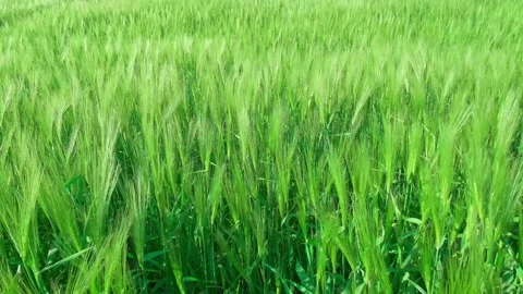 Green ears of wheat swaying in wind Vídeo Stock 336381385