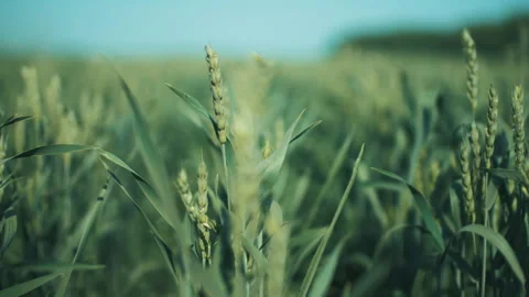 Green ears of wheat swing in the wind Stock Footage 245986125