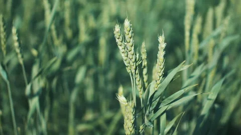 Green ears of wheat in the wind 스톡 동영상 245812136