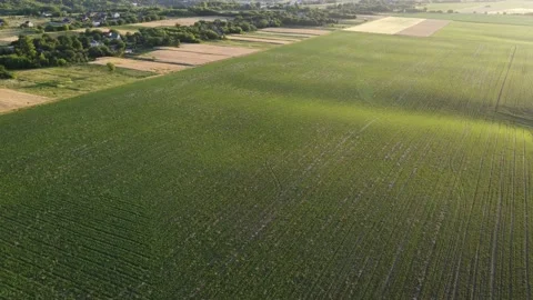 Green earth nature texture. Video stock 201025802