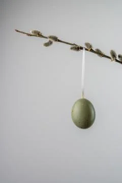 Green easter egg hanging from a willow twig with catkins Stock Photos