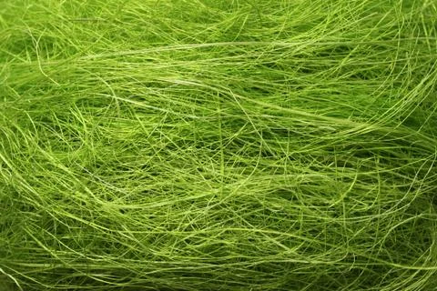 Green easter grass Stock Photos