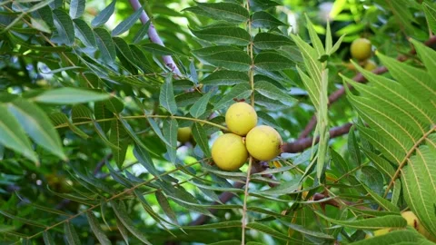 Green Eastern Black Walnut (Juglans nigra) nuts with branches and leaves Stock Footage 265247841