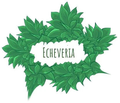 Green echeveria composition - card frame Stock Illustration