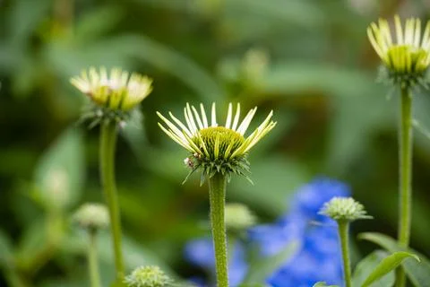 Green echinacea coneflower buds with thin spiky petals starting to bloom in.. Stock Photos