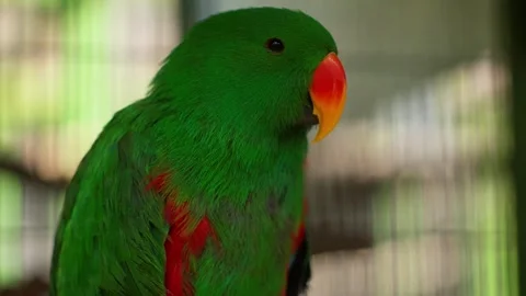 Green Eclectus Parrot Close Up With Orange Beak in Aviary 스톡 동영상 331967971
