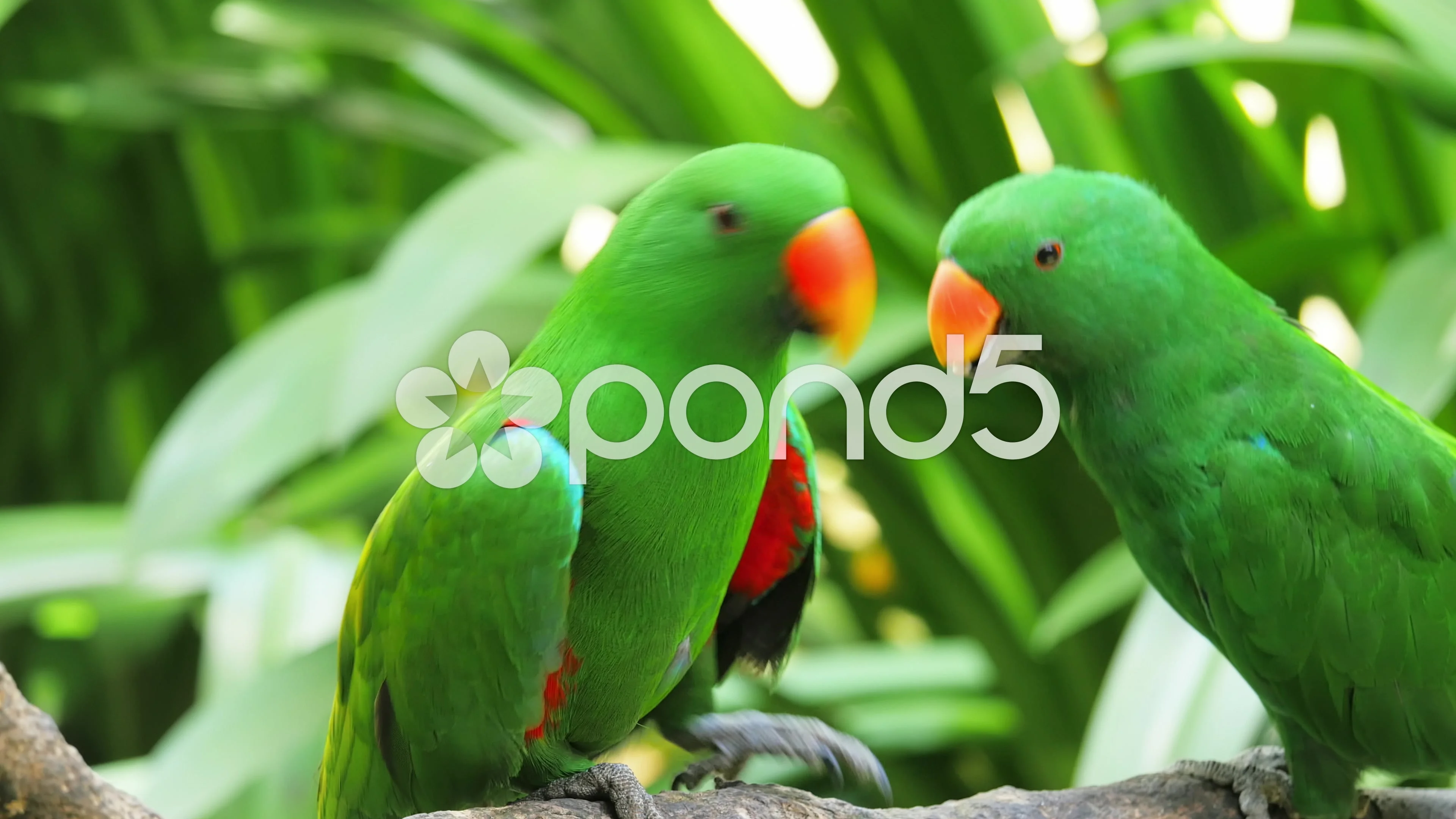 Wallpaper  parrot ara couple birds 3872x2592  wallpaperUp  989374  HD  Wallpapers  WallHere