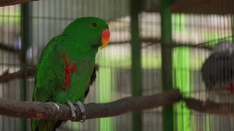 Green Eclectus Parrot Perched on Branch Inside Aviary Stock-Footage 331917431