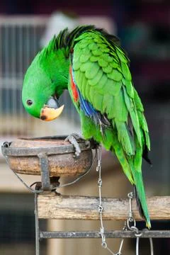 Green eclectus parrot Stock Photos