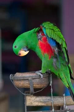 Green eclectus parrot Stock Photos