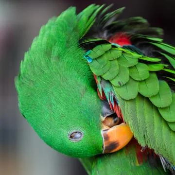 Green eclectus parrot Stock Photos