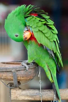 Green eclectus parrot Stock Photos