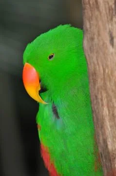 Green eclectus parrot Foto stock