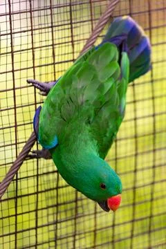 Green eclectus parrot Foto stock