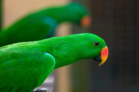 Green eclectus parrot Foto stock